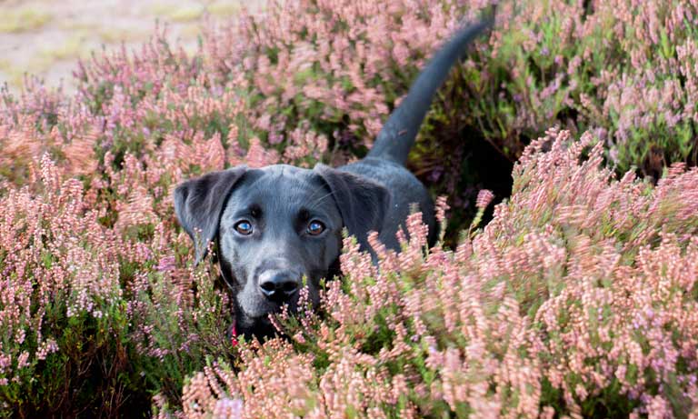 Brucella canis: what vets need to know Image