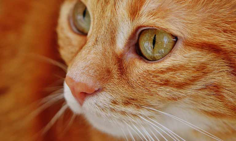 Vets offer reassurance after pet cat tests positive for Covid-19 in the UK Image