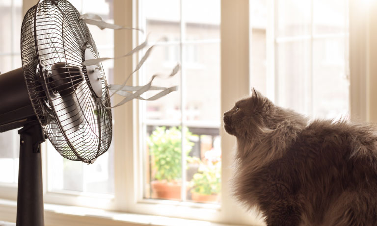 Vets issue urgent heatstroke advice for pet owners as temperatures soar across the UK Image