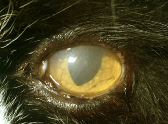 Chronic non-ulcerative keratitis by David Gould