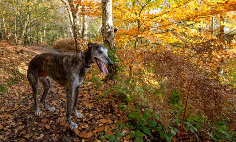 BVA responds to proposed ban of greyhound racing in Wales Image