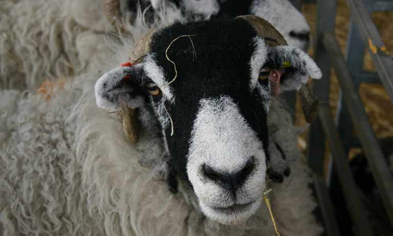 Cases of Bluetongue (BTV-3) identified in England Listing Image