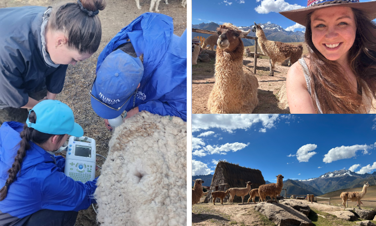 Bridging the gaps that can make camelid practice daunting  Image