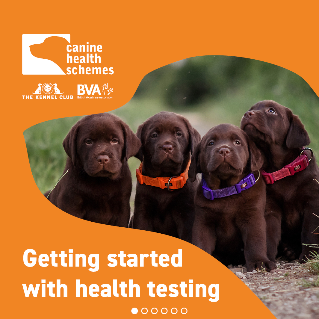 Getting started with health testing Listing Image