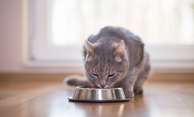Vets must become the ‘trusted voice’ on alternative pet food: BVA launches new policy position on diet choices for cats and dogs Image