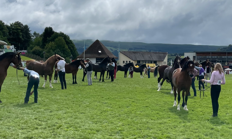 120 years of the Royal Welsh Agricultural Show  Image