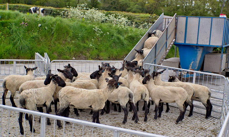 BVD eradication and sheep scab control in Wales Image