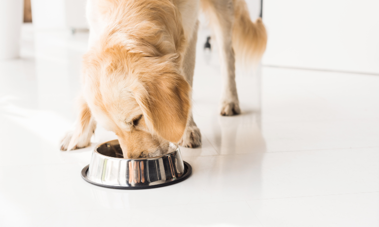 Is it safe or advisable to feed my dog or cat a raw meat based diet?  Image