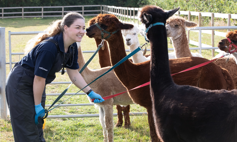 Avoiding a camelid calamity: applying principles of antimicrobial guardianship to alpacas and llamas Listing Image