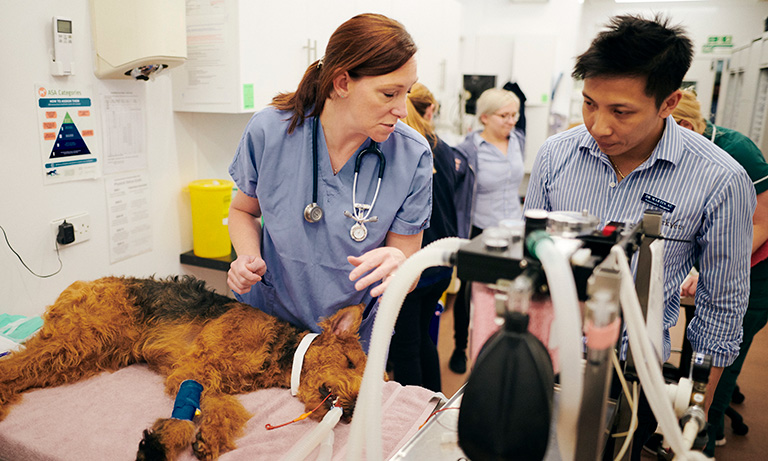 BVA responds to new RCVS data modelling UK veterinary workforce and service demand Image